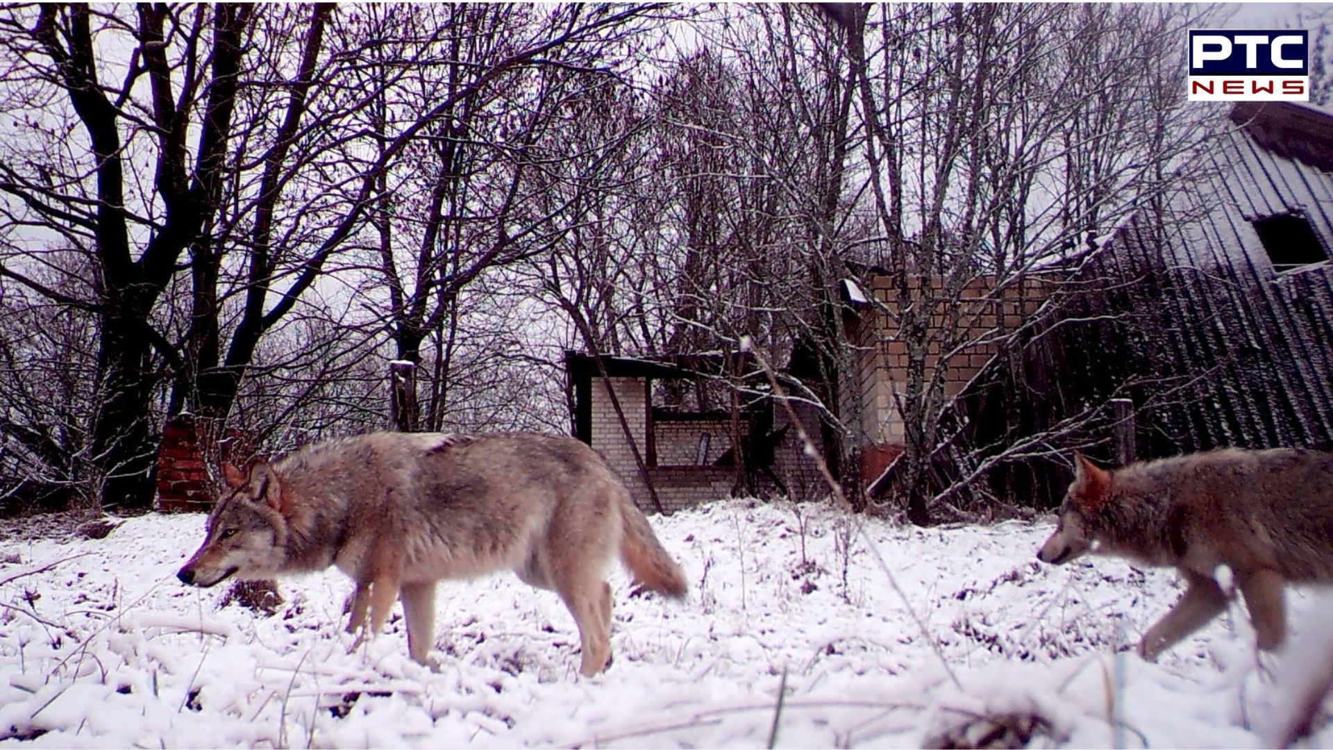 Chernobyl wolves develop resistance to cancer, offering hope for human treatments