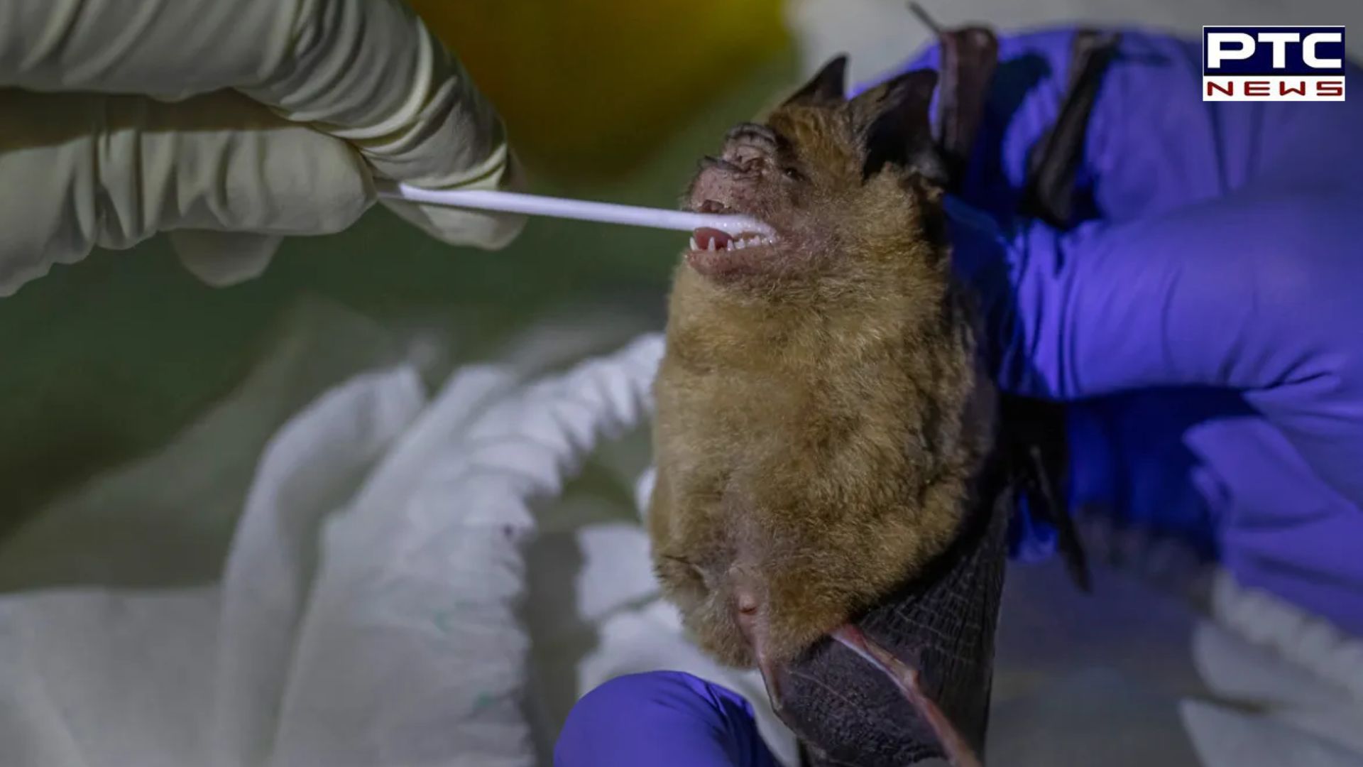 New bat virus which can infect humans found: Report