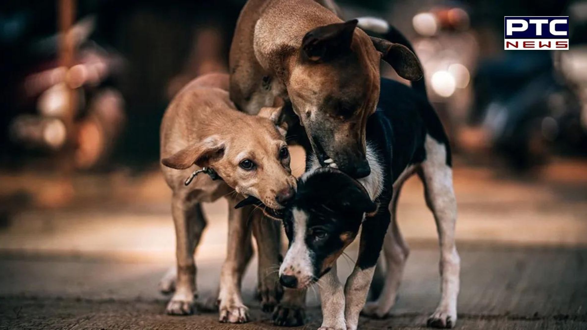 ਗਲੀ ਵਿੱਚ ਨਵਜੰਮੇ ਬੱਚੇ ਦਾ ਸਿਰ ਮੂੰਹ ਵਿੱਚ ਫੜ੍ਹ ਘੁੰਮ ਰਿਹਾ ਸੀ ਕੁੱਤਾ, ਦੂਰ ਪਿਆ ਮਿਲਿਆ ਧੜ