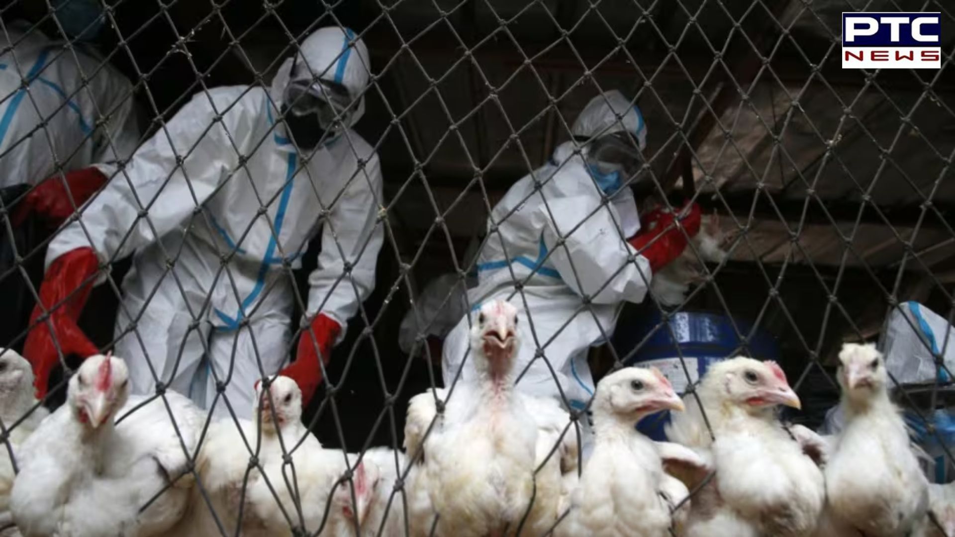 Experts warns: H5N1 bird flu outbreak poses risk far exceeding Covid pandemic