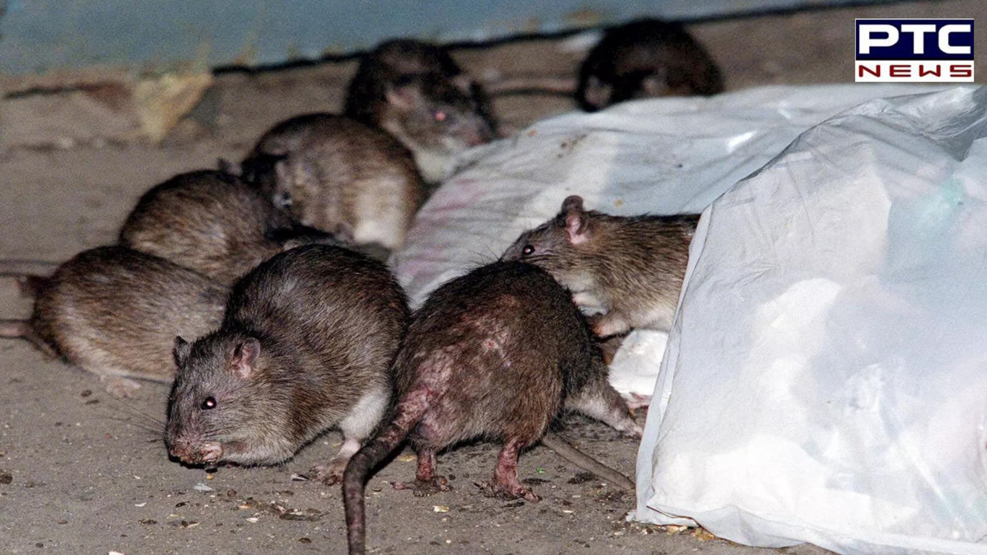 Jharkhand Police blame rats for destroying 9 kg 'ganja', 10 kg 'bhang' kept in store