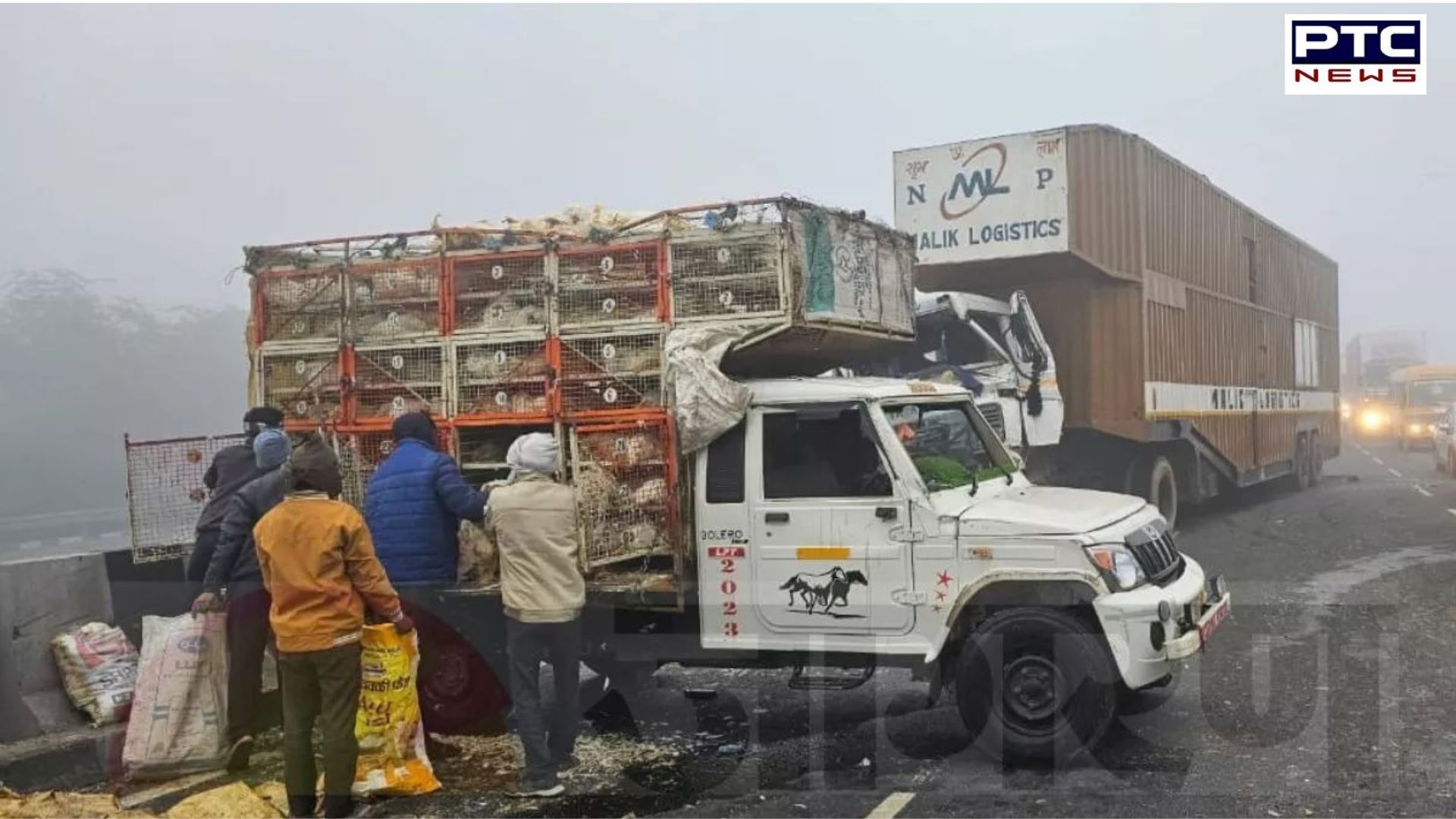 Chicken Chaos: Highway truck crash triggers frenzied grab; check video