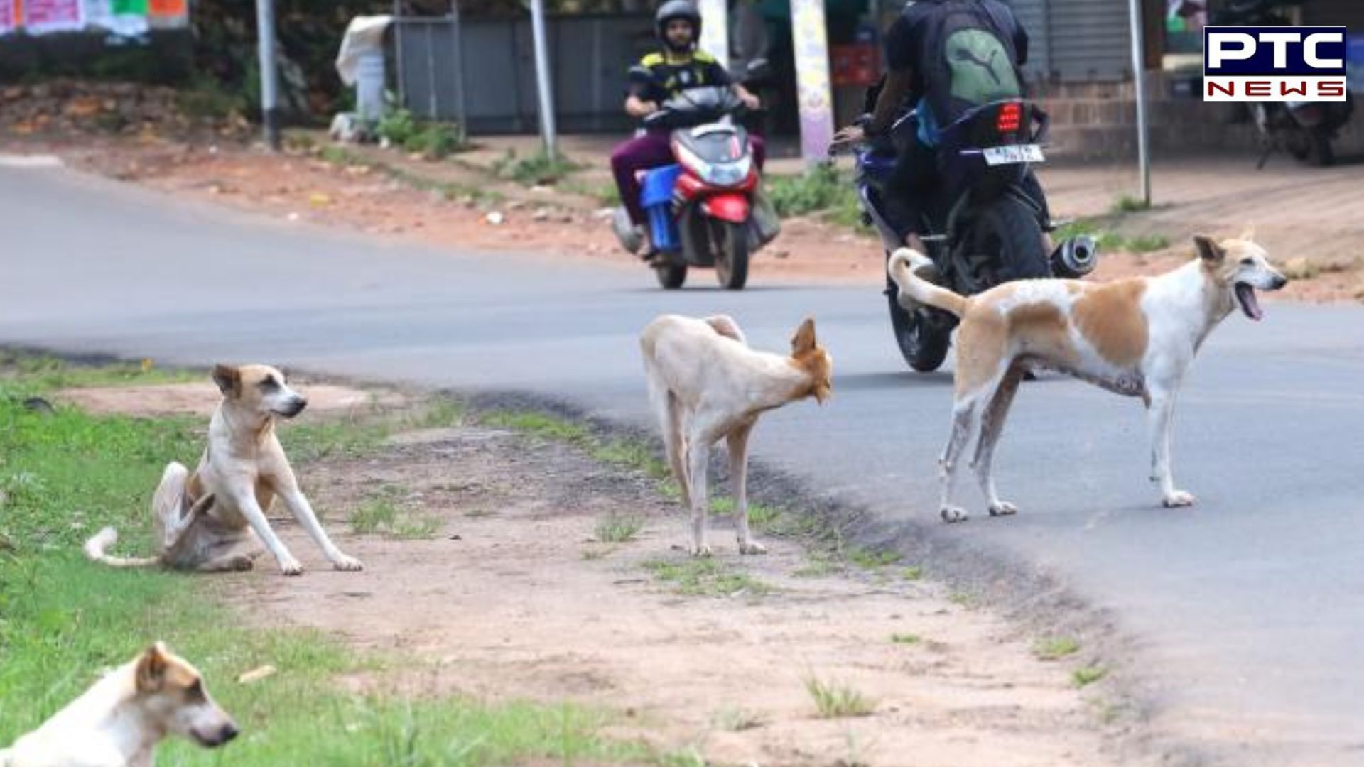 'Stray dogs have become too territorial and a menace for pedestrians': Delhi HC