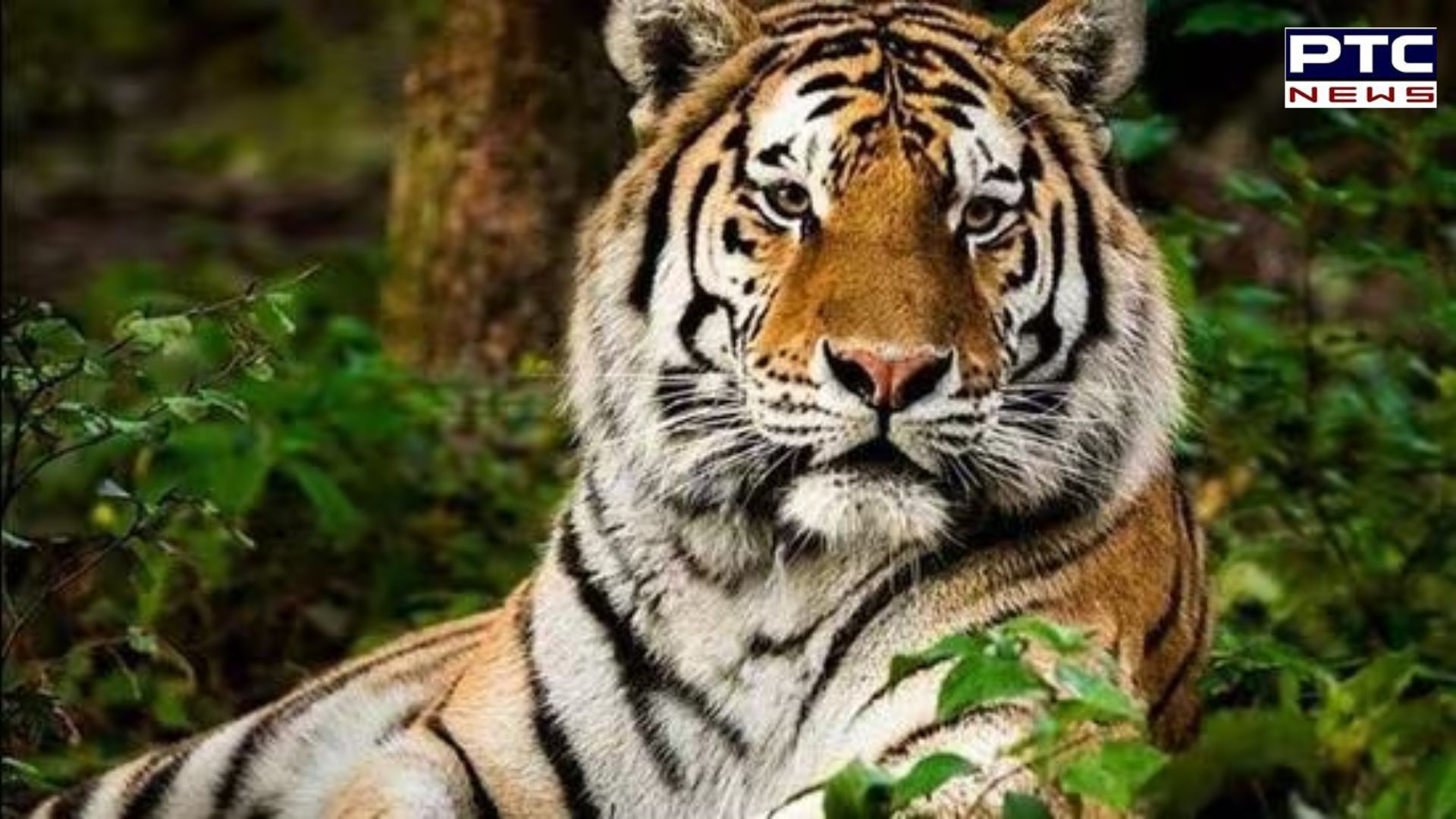 16 nations, nine international organisations join India-led big cat alliance