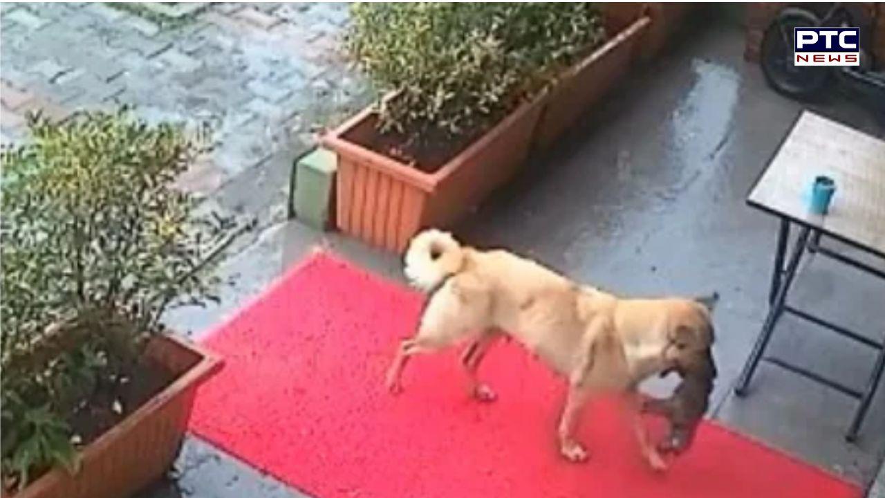 Watch: Mother dog carries unconscious puppy in her mouth to doctor; viral video touching hearts of millions