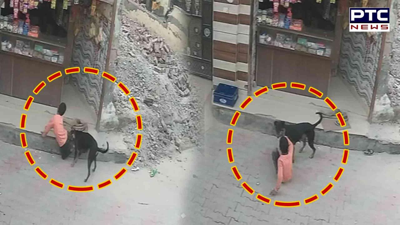 Dog attack : ਜ਼ੀਰਕਪੁਰ 'ਚ ਆਵਾਰਾ ਕੁੱਤਿਆਂ ਦਾ ਕਹਿਰ, ਮਾਸੂਮ ਬੱਚਿਆਂ ਸਮੇਤ 10 ਲੋਕਾਂ ਨੂੰ ਕੱਟਿਆ, ਹਮਲੇ ਦੀ ਵੀਡੀਓ ਆਈ ਸਾਹਮਣੇ