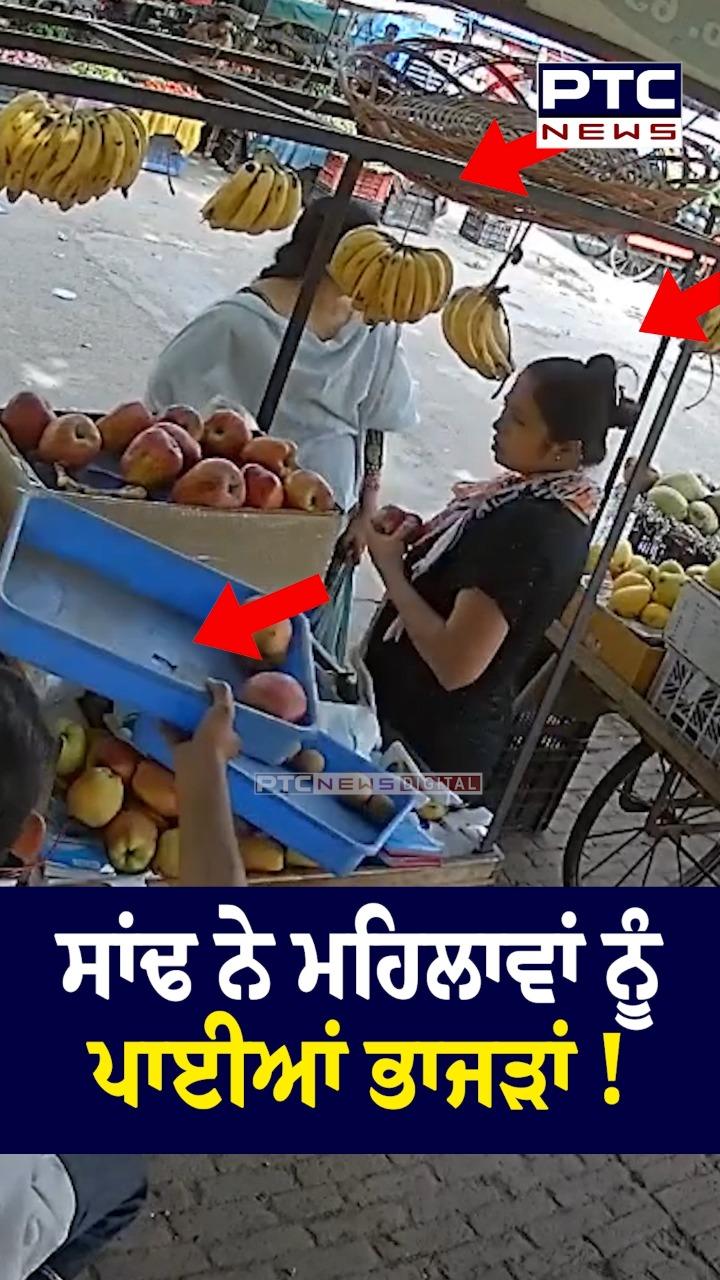 ਅਵਾਰਾ ਸਾਨ੍ਹ ਨੇ ਮਹਿਲਾਵਾਂ ਨੂੰ ਪਾਈਆਂ ਭਾਜੜਾਂ