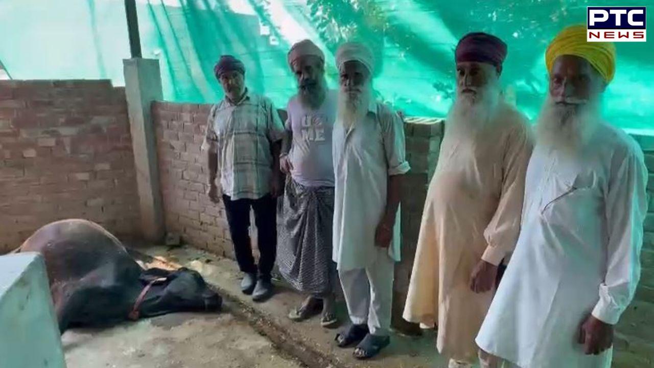 Gurdaspur News - ਕਾਹਨੂੰਵਾਨ 'ਚ ਸ਼ੱਕੀ ਹਾਲਤ 'ਚ ਬਿਮਾਰ ਹੋਏ ਪਸ਼ੂ, ਇੱਕ ਇੱਕ ਮੱਝ ਦੀ ਹੋਈ ਮੌਤ, ਪੁਲਿਸ ਨੇ ਜਾਂਚ ਕੀਤੀ ਸ਼ੁਰੂ