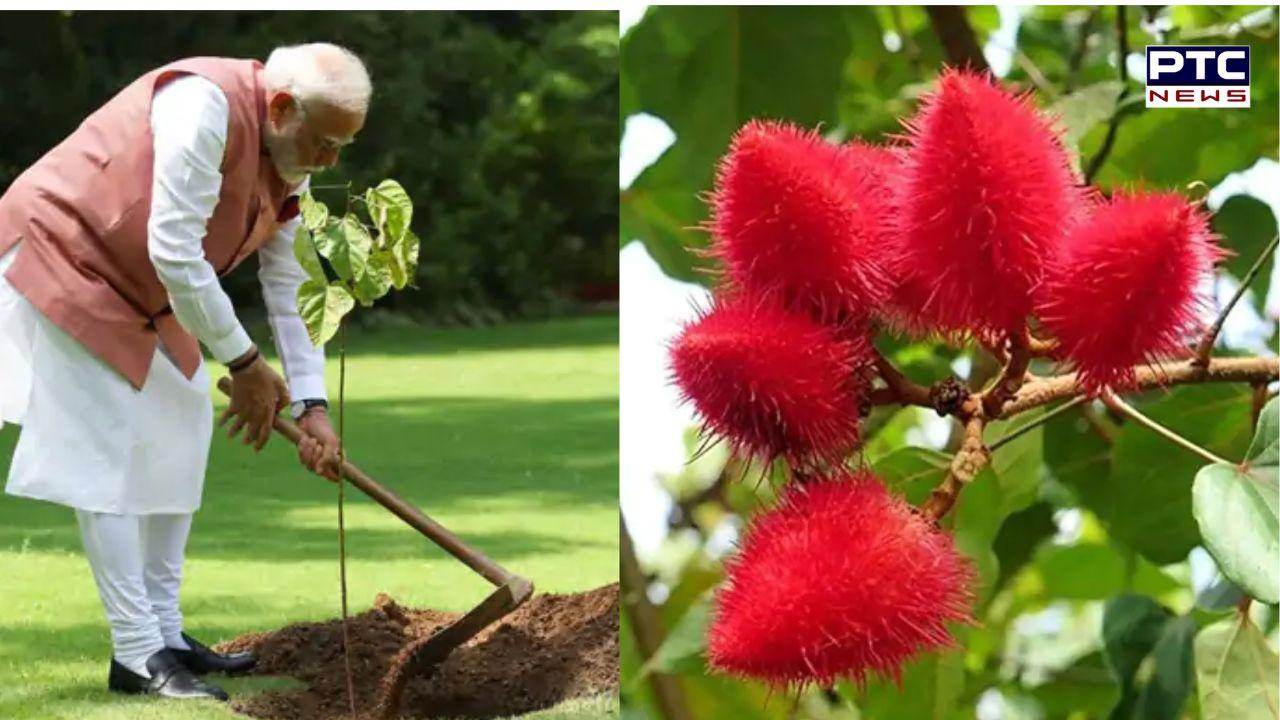 On World Environment Day, PM Modi plants 'sindoor' tree's  sapling, links symbolic gesture to ‘Operation Sindoor’