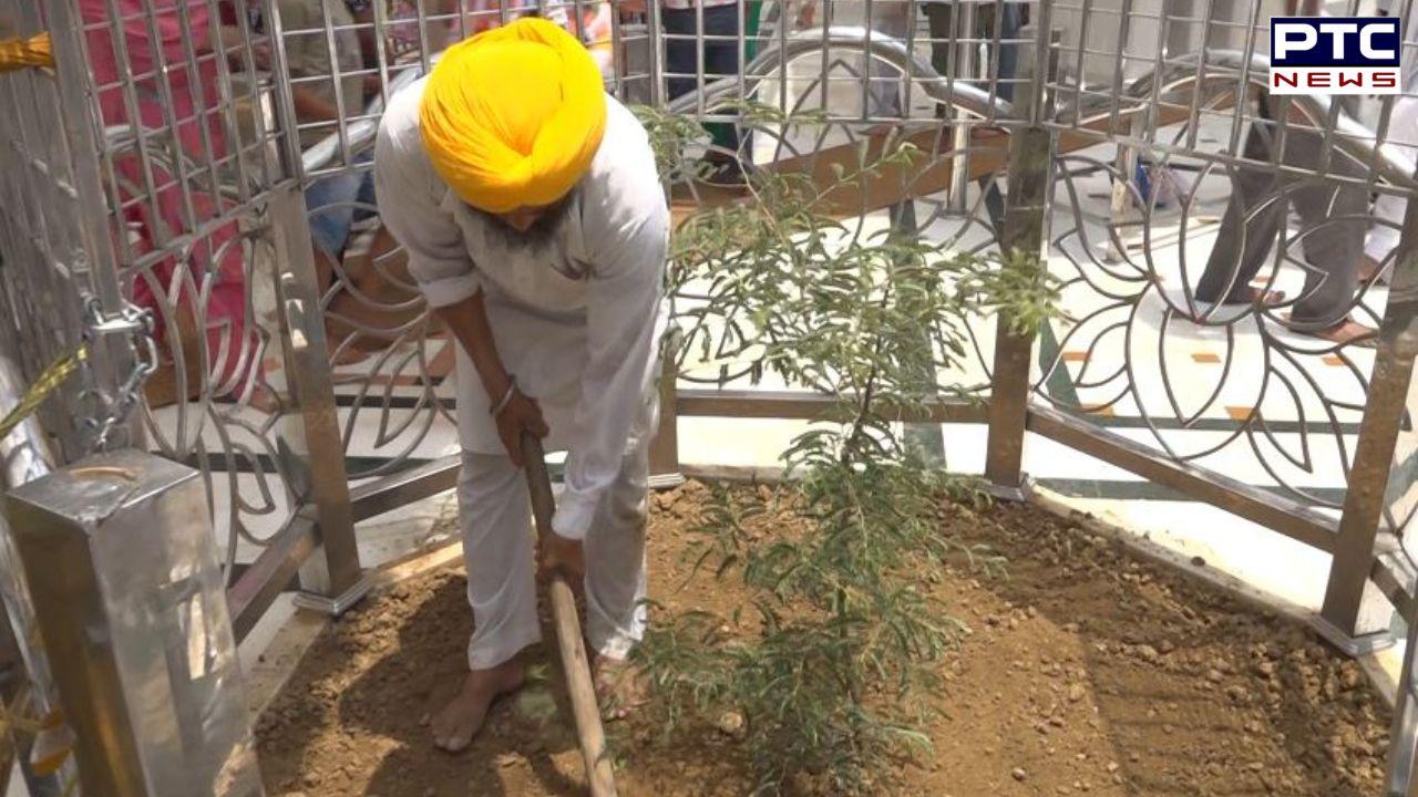 Sri Akal Takht Sahib : ਸ੍ਰੀ ਅਕਾਲ ਤਖਤ ਸਾਹਿਬ ਦੇ ਬਾਹਰ ਇਮਲੀ ਦਾ ਨਵਾਂ ਬੂਟਾ ਲਾਇਆ, ਜਾਣੋ ਸਿੱਖ ਇਤਿਹਾਸ 'ਚ ਖਾਸੀਅਤ