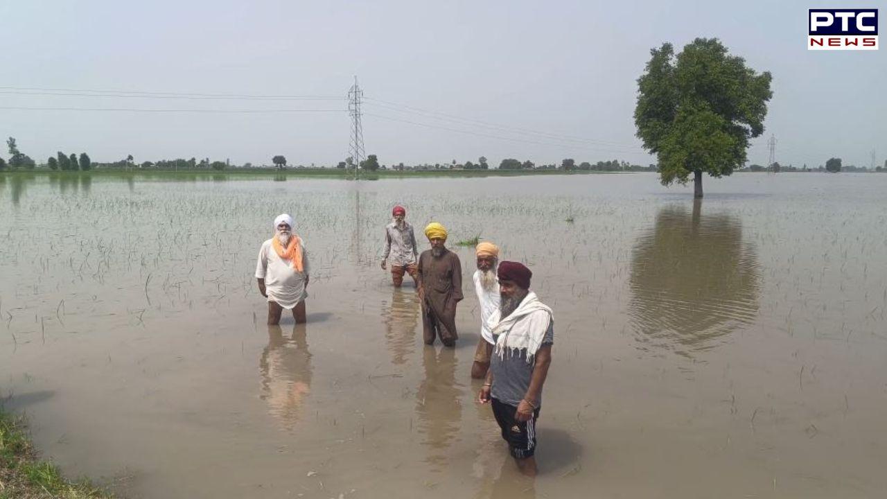 Tarn Taran News : ਮੀਂਹ ਦਾ ਪਾਣੀ ਬਣਿਆ ਆਫ਼ਤ! ਕਿਸਾਨਾਂ ਦੀ 200 ਏਕੜ ਝੋਨੇ ਦੀ ਫਸਲ ਡੁੱਬੀ, ਮੁਆਵਜ਼ੇ ਦੀ ਮੰਗ