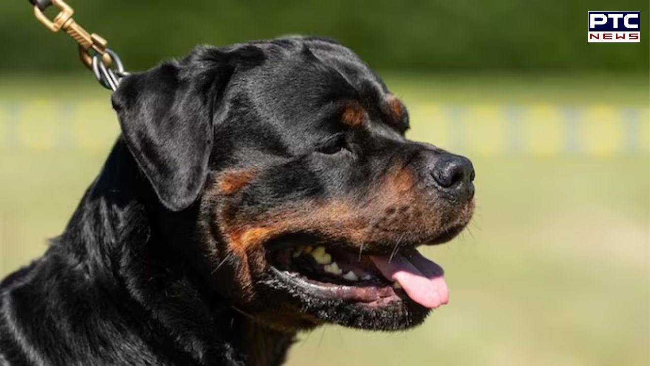 Broken bones, ear ripped off: Woman battling for life as two Rottweiler dogs attacked her during morning walk