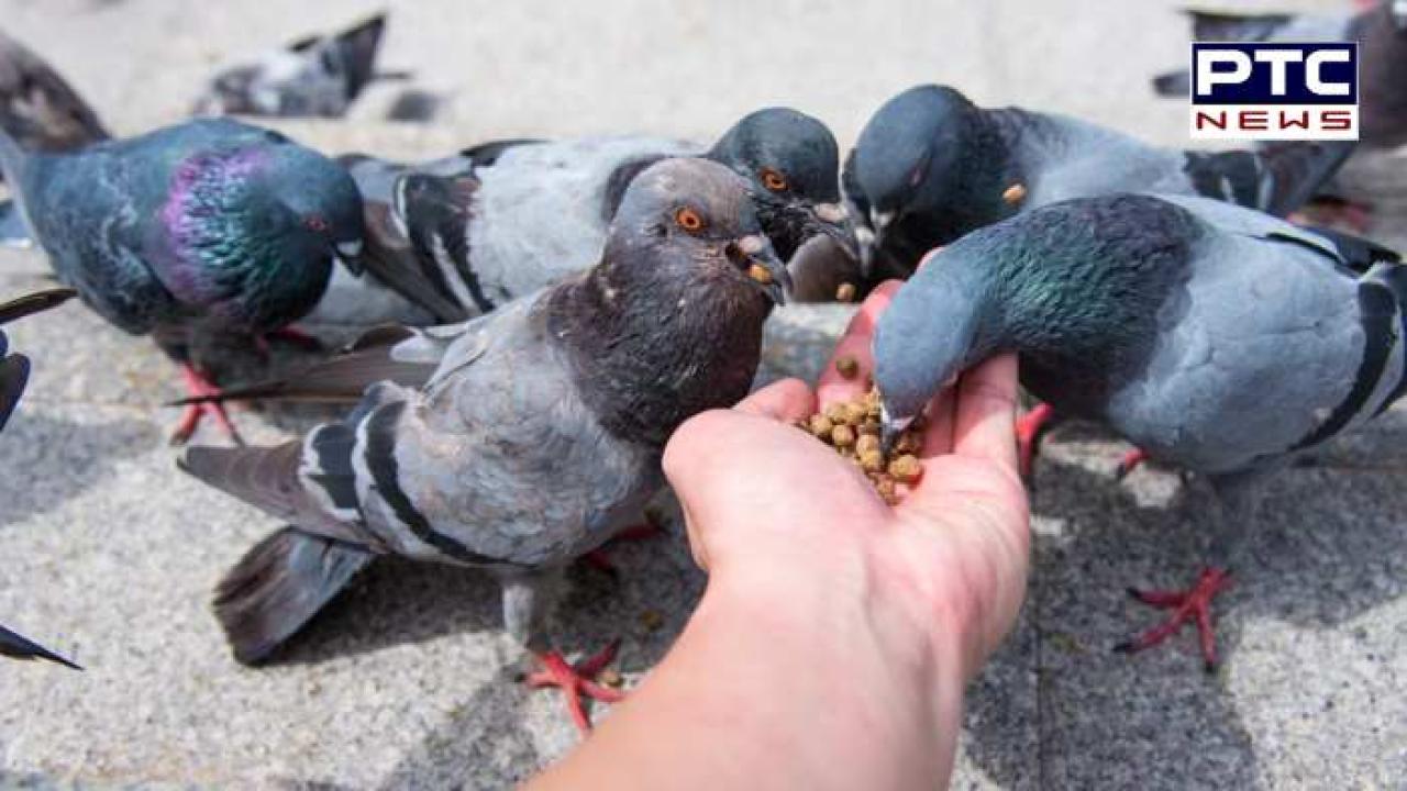 Feeding pigeons : ਜੇ ਕਬੂਤਰਾਂ ਨੂੰ ਦਾਣੇ ਖੁਆਉਂਦੇ ਹੋ ਤਾਂ ਖੈਰ ਨਹੀਂ,  ਦਰਜ ਹੋਵੇਗੀ FIR , ਅਦਾਲਤ ਦਾ ਸਖ਼ਤ ਆਦੇਸ਼