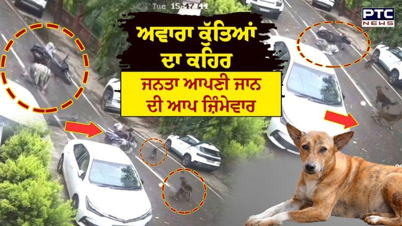 Ludhiana News : ਅਵਾਰਾ ਕੁੱਤਿਆਂ ਦਾ ਕਹਿਰ, ਜਨਤਾ ਆਪਣੀ ਜਾਨ ਦੀ ਆਪ ਜ਼ਿੰਮੇਵਾਰ - Street Dogs