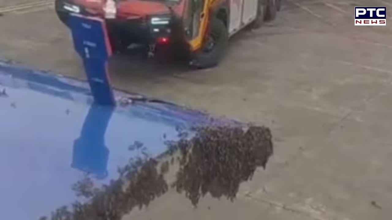 Swarm of bees hijack Jaipur-bound Indigo aircraft, delays take off by an hour