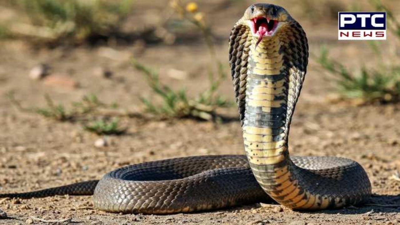 ਗਲਤੀ ਨਾਲ ਮਰ ਸੱਪ, ਨਾਗ ਪੰਚਮੀ ਵਾਲੀ ਰਾਤ ਅਚਾਨਕ ਨਿਕਲ ਆਈ ਨਾਗਿਨ , ਲੋਕ ਬੋਲੇ -ਬਦਲਾ ਲੈਣ ਆਈ ਹੈ