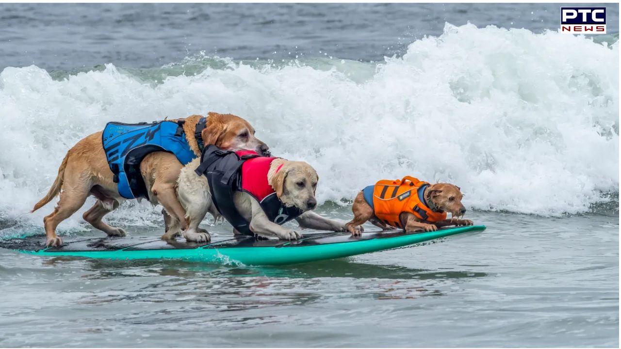 World Dog Surfing Championships 2025: Dogs all set to compete on surfboards | Check Details