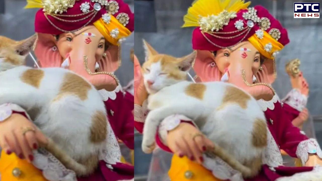 'Sorry mushak': Cat peacefully sleeps on Lord Ganesha's arm, leaves netizens in awe | Watch