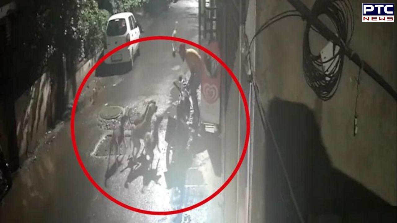 Man's dramatic escape from pack of stray dogs in Maharashtra's Pimpri Chinchwad | Watch