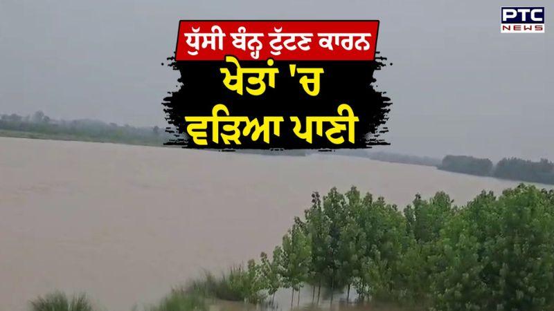 Flood in Punjab : ਧੁੱਸੀ ਬੰਨ੍ਹ ਟੁੱਟਣ ਕਾਰਨ ਖੇਤਾਂ 'ਚ ਵੜਿਆ ਪਾਣੀ, ਪਿੰਡਾਂ ਦਾ ਦੇਖੋ ਕੀ ਹੋਇਆ ਹਾਲ