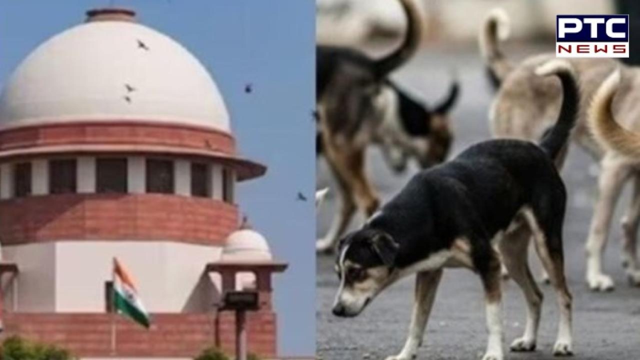 SC verdict on stray dogs : ਆਵਾਰਾ ਕੁੱਤਿਆਂ 'ਤੇ ਸੁਪਰੀਮ ਕੋਰਟ ਦਾ ਵੱਡਾ ਫੈਸਲਾ ,ਜਾਣੋ ਆਵਾਰਾ ਕੁੱਤਿਆਂ ਬਾਰੇ ਕੀ ਕਿਹਾ?