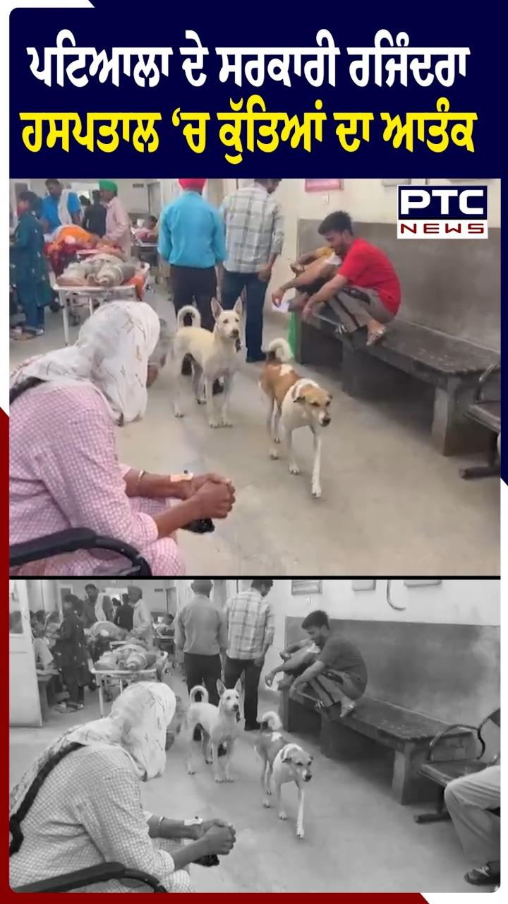 Patiala Rajindra Hospital : ਰਜਿੰਦਰਾ ਹਸਪਤਾਲ 'ਚ ਕੁੱਤਿਆਂ ਦਾ ਆਤੰਕ !