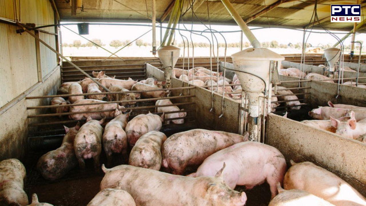 African swine : ਪਟਿਆਲਾ 'ਚ ਪਿੱਗ ਫਾਰਮ 'ਚ ਸਾਹਮਣੇ ਆਇਆ ਅਫਰੀਕਨ ਸਵਾਈਨ ਬੁਖਾਰ, ਰਵਾਸ ਬ੍ਰਾਹਮਣਾਂ ਨੂੰ ਲਾਗ ਵਾਲਾ ਖੇਤਰ ਐਲਾਨਿਆ