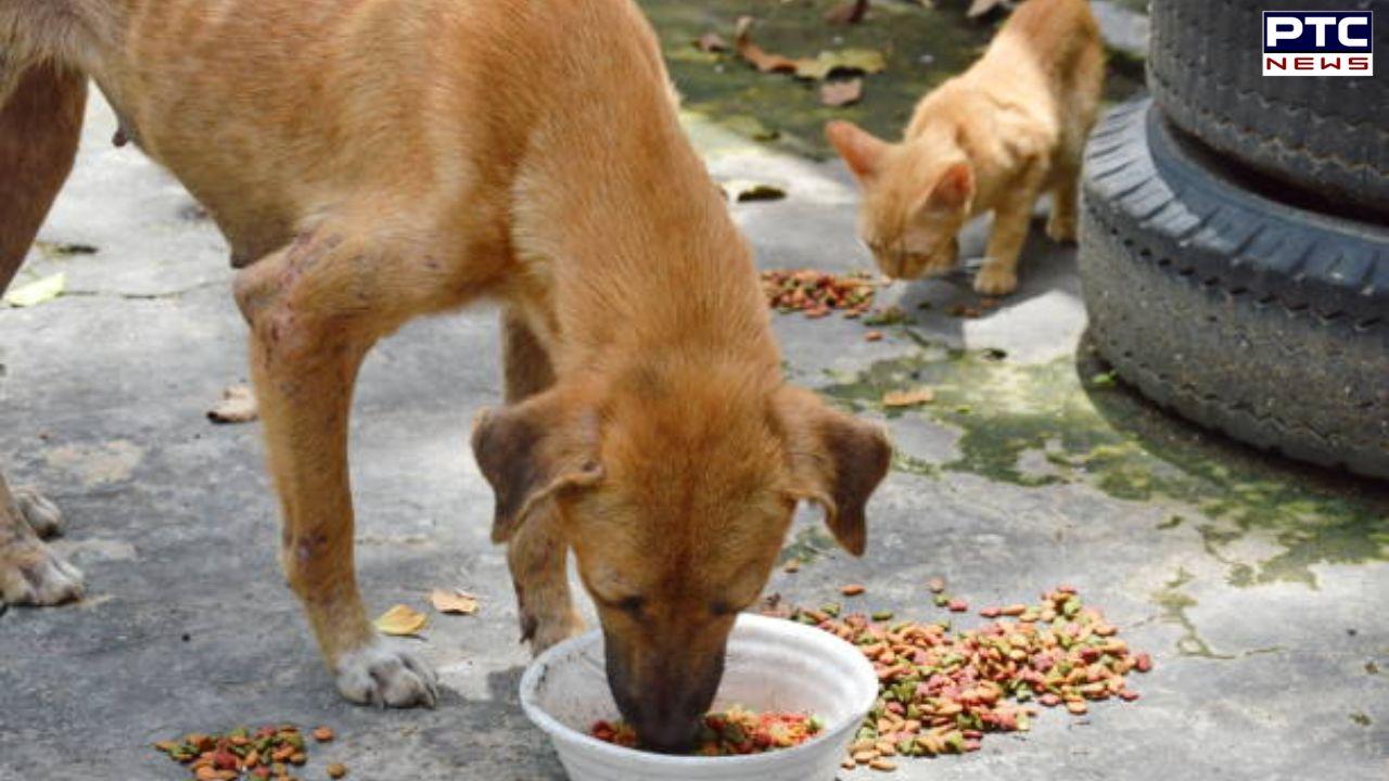 'ਖੁੱਲ੍ਹੀ ਥਾਂ 'ਤੇ ਨਾ ਸੁੱਟੋ ਭੋਜਨ', ਆਵਾਰਾ ਕੁੱਤਿਆਂ ਦੇ ਮਾਮਲੇ 'ਚ ਸੁਪਰੀਮ ਕੋਰਟ ਨੇ ਜਾਰੀ ਕੀਤਾ ਸਰਕੂਲਰ