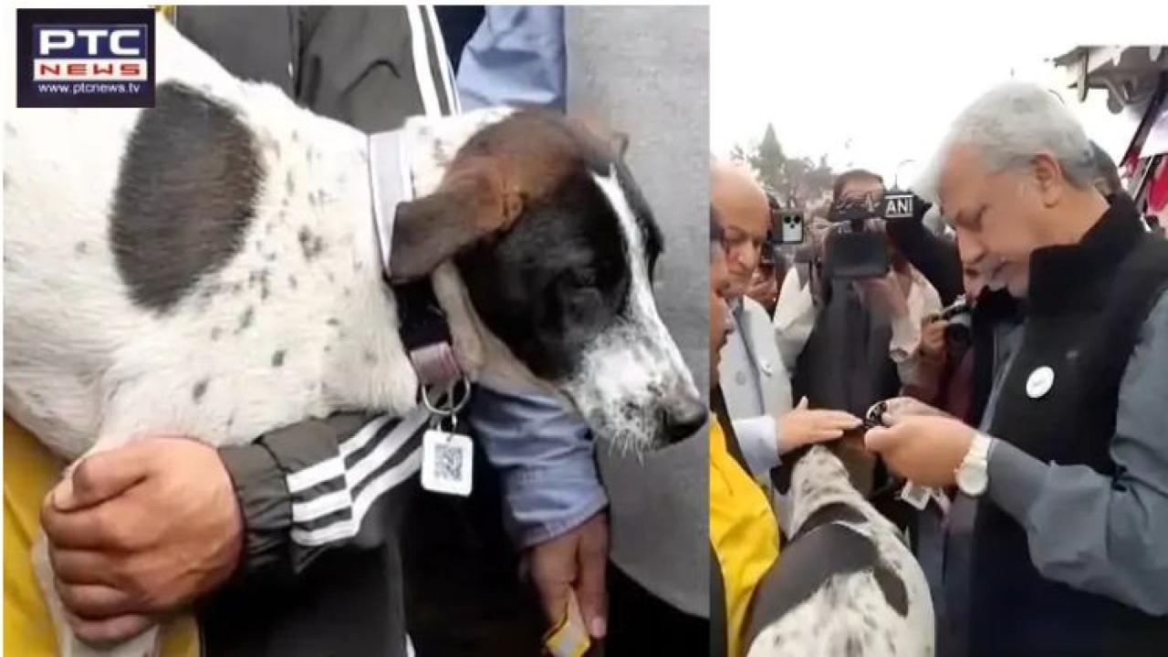 Shimla launches ‘Rabies-Free Shimla’ initiative with GPS and QR code collars for stray dogs