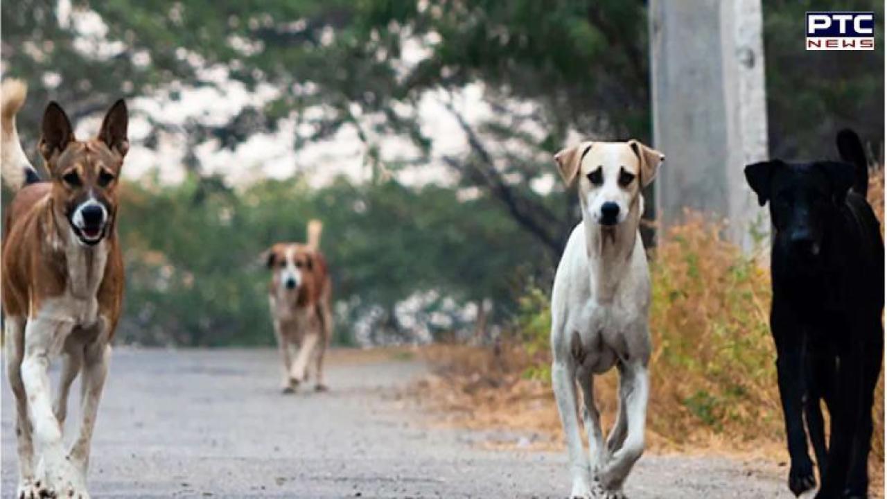 Supreme Court to review plea on stray dogs after ‘urgent hearing’ request