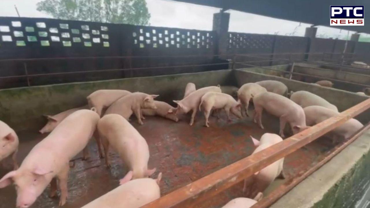 American Swine Fever : ਹੜਾਂ ਤੋਂ ਬਾਅਦ ਸੂਰਾਂ 'ਚ ਫੈਲੀ 'ਅਮਰੀਕਨ ਸਵਾਈਨ ਫੀਵਰ' ਦੀ ਬਿਮਾਰੀ, 200 ਤੋਂ ਵੱਧ ਸੂਰਾਂ ਦੀ ਮੌਤ, ਮੱਚਿਆ ਹੜਕੰਪ