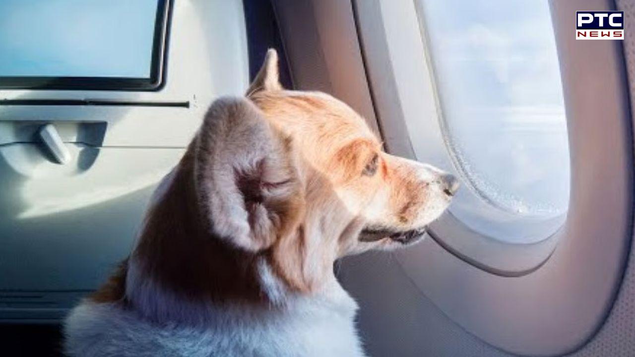Pets Lover News : ਹੁਣ ਫਲਾਈਟ 'ਚ ਦੋ ਪਾਲਤੂ ਜਾਨਵਰ ਲੈ ਕੇ ਜਾਣ ਦੀ ਹੋਵੇਗੀ ਮਨਜੂਰੀ ! ਸਿਰਫ਼ 24 ਘੰਟੇ ਪਹਿਲਾਂ ਕਰਨੀ ਹੋਵੇਗੀ ਬੁਕਿੰਗ