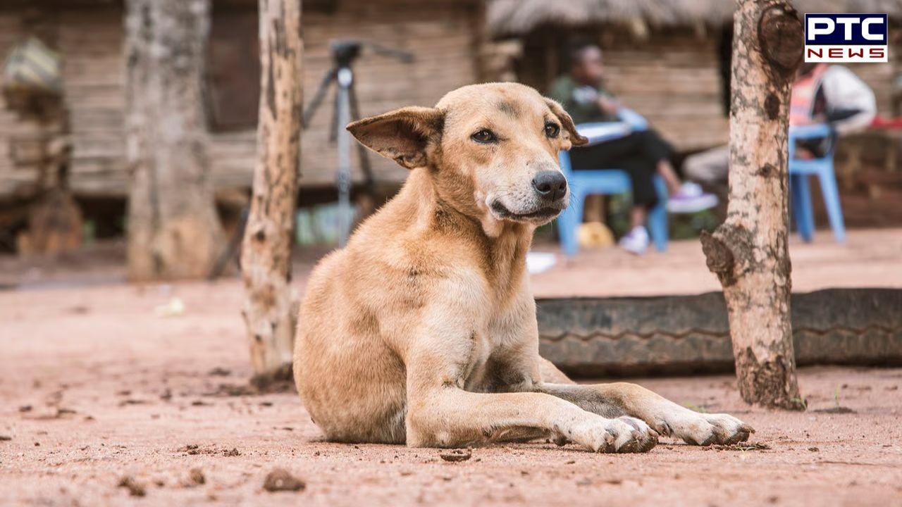 Mohali Dog Rultes : ਸਾਵਧਾਨ, ਜ਼ਬਤ ਹੋ ਸਕਦੈ ਤੁਹਾਡਾ ਕੁੱਤਾ ! ਮੁਹਾਲੀ 'ਚ ਪਾਲਤੂ ਕੁੱਤਿਆਂ ਤੇ ਪਸ਼ੂਆਂ ਲਈ ਨਵੇਂ ਨਿਯਮ, ਪੜ੍ਹੋ ਪੂਰੀ ਖ਼ਬਰ