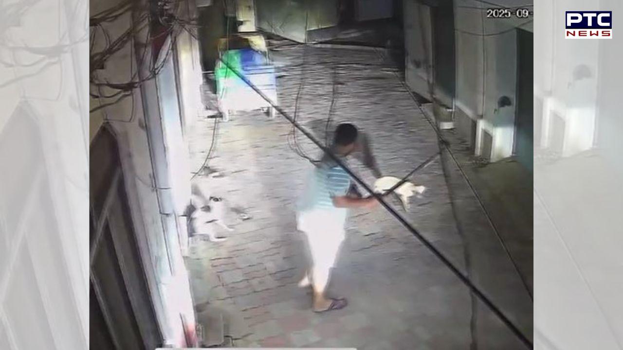 Jalandhar Dog Beaten : ਜਲੰਧਰ 'ਚ ਬੇਜ਼ੁਬਾਨਾਂ 'ਤੇ ਬੇਰਹਿਮੀ ! ਸ਼ਖਸ ਨੇ ਹਾਕੀ ਨਾਲ ਕੁੱਟ-ਕੁੱਟ ਕੇ ਮਾਰੇ ਕੁੱਤੇ, ਇੱਕ ਦੀ ਮੌਤ, ਦੂਜਾ ਜ਼ਖ਼ਮੀ