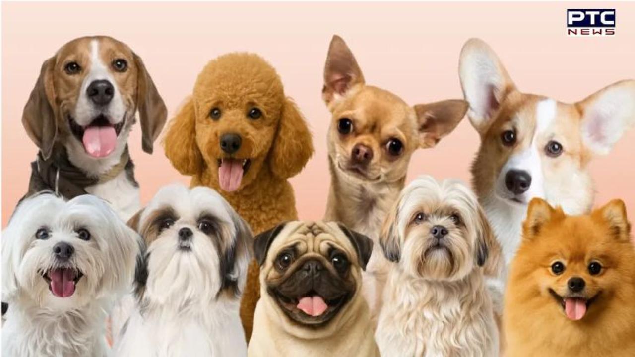 Chandigarh bans six dog breeds under new pet and community dog bylaws; limit set on number of dogs per house