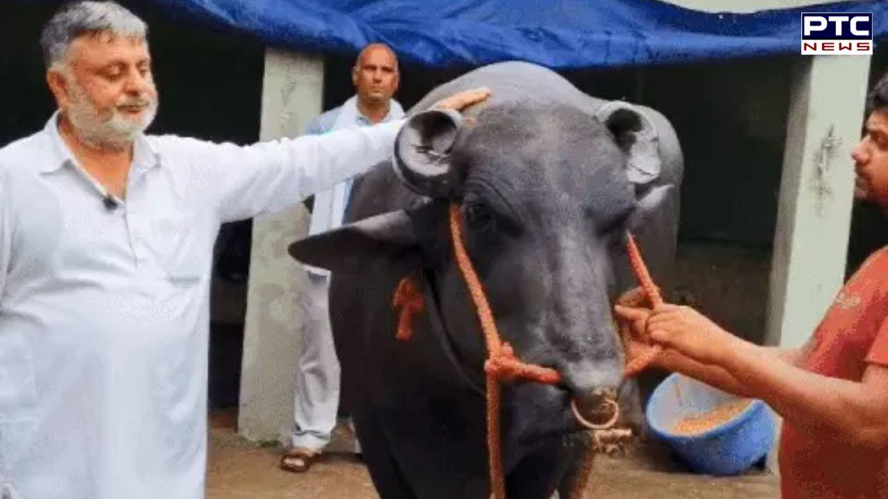Bull Yuvraj Dies : 9 ਕਰੋੜ ਦੀ ਕੀਮਤ ਵਾਲੇ ਝੋਟੇ ਯੁਵਰਾਜ ਦੀ ਹੋਈ ਮੌਤ, 29 ਵਾਰ ਰਿਹਾ ਸੀ ਚੈਂਪੀਅਨ ਤੇ 6 ਫੁੱਟ ਸੀ ਉਚਾਈ