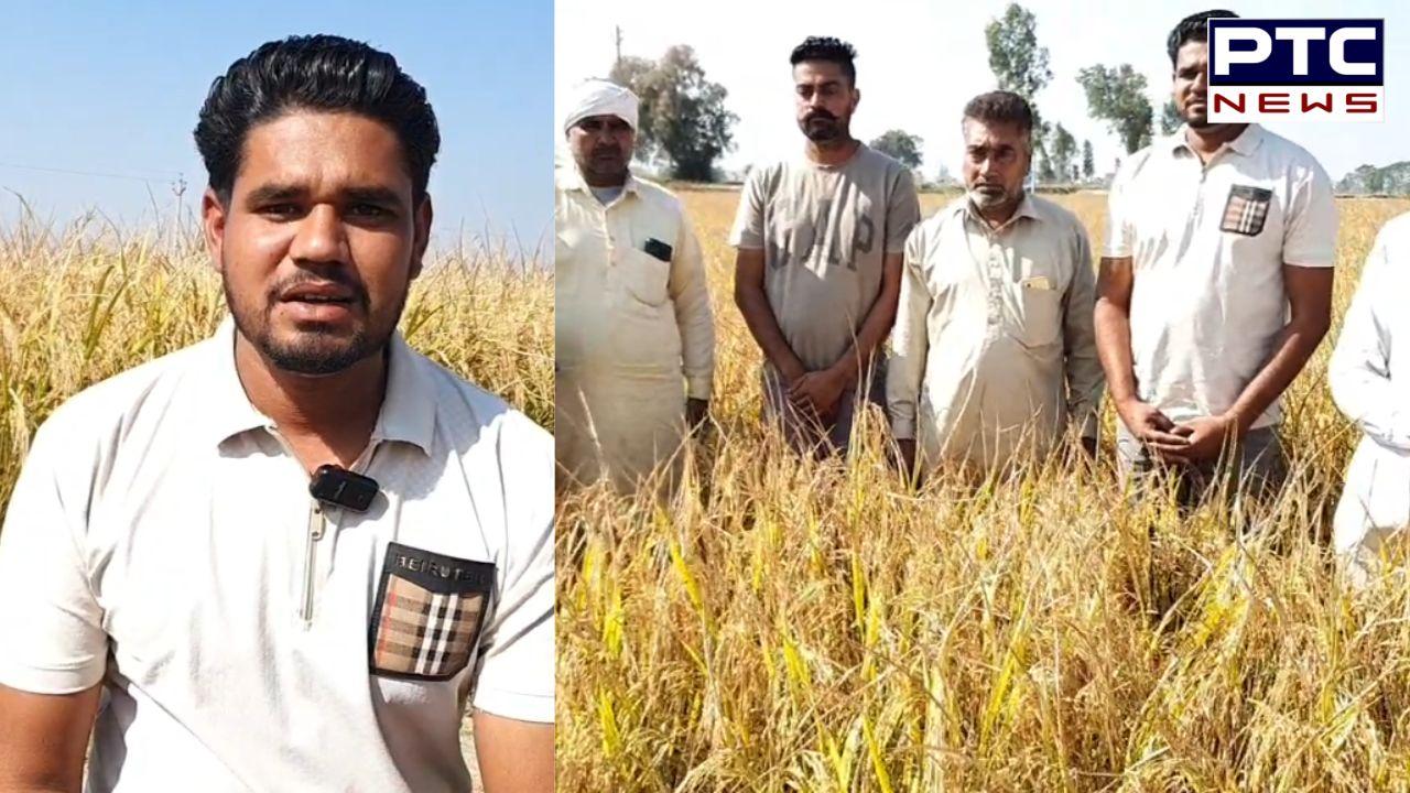 Mansa ’ਚ ਸੈਟੇਲਾਈਟ ਸਿਸਟਮ ਦਾ ਨਵਾਂ ਕਾਰਨਾਮਾ; ਬਿਨਾ ਅੱਗ ਲਾਏ ਹੀ ਕਿਸਾਨ ਨੂੰ ਭੇਜਿਆ ਪਰਾਲੀ ਸਾੜਨ ਦਾ ਨੋਟਿਸ !