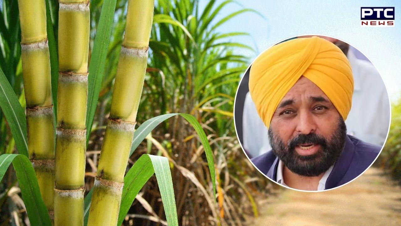 Sugarcane Price : ਗੰਨੇ ਦੇ ਭਾਅ 'ਚ 15 ਰੁਪਏ ਦਾ ਵਾਧਾ, ਸੀਐਮ ਮਾਨ ਨੇ 416 ਰੁਪਏ ਕੁਇੰਟਲ ਐਲਾਨਿਆ ਭਾਅ