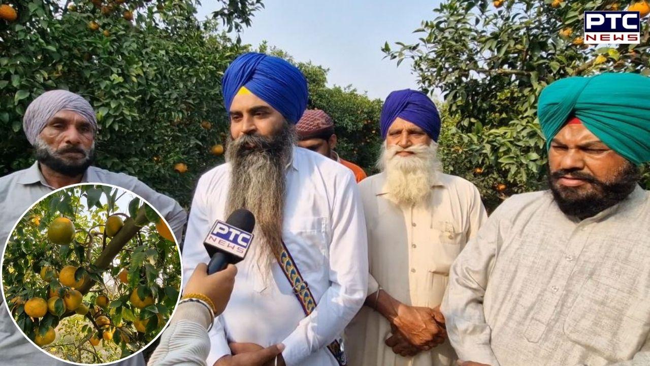 Punjab Kinnow : ਕਿਨੂੰ ਕਿਸਾਨਾਂ ਨੂੰ ਚੰਗੀ ਫ਼ਸਲ ਦੀ ਉਮੀਦ, ਪਰ ਮਾਰਕੀਟਿੰਗ ਨੇ ਕੀਤੇ ਨਿਰਾਸ਼, ਸਰਕਾਰ ਨੂੰ ਗੁਹਾਰ