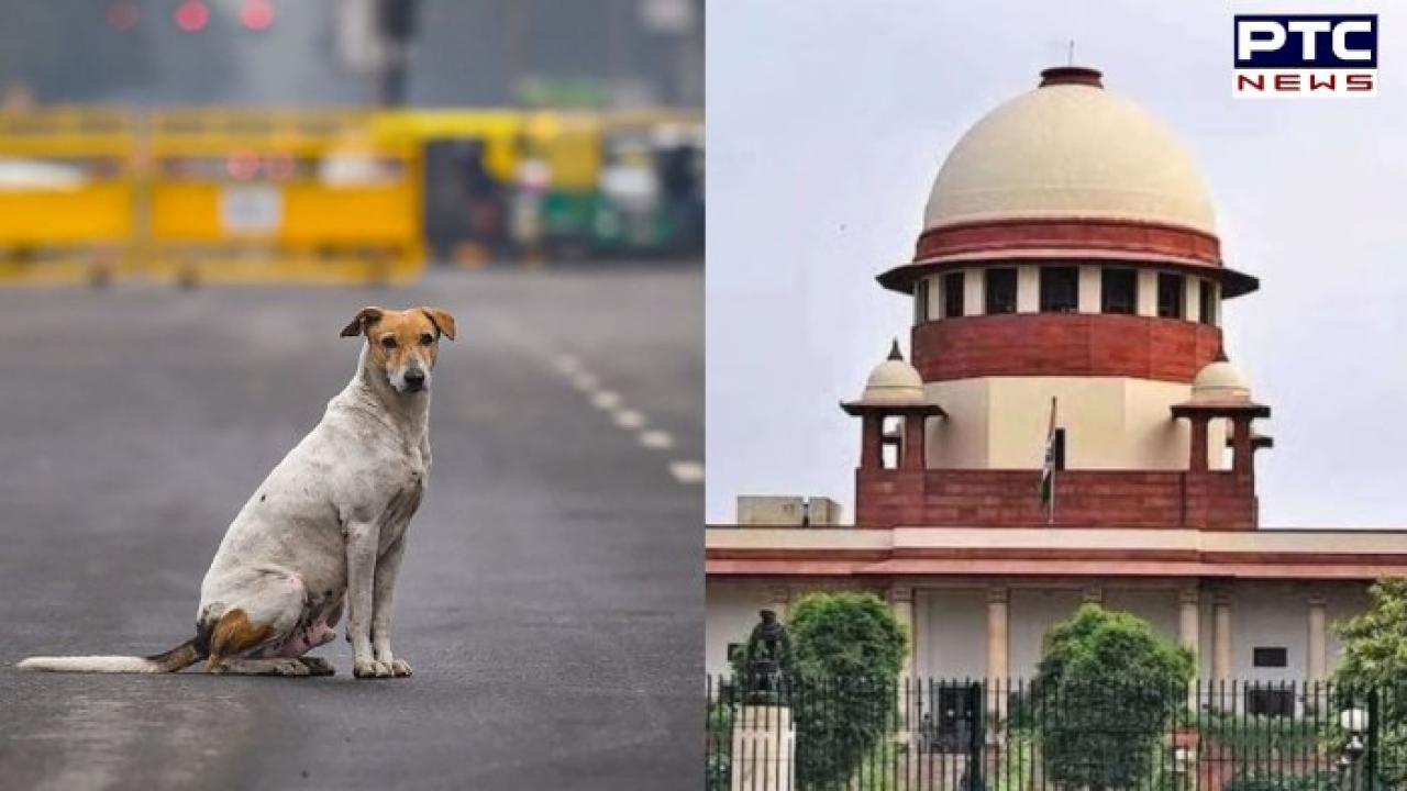 Supreme Court to deliver verdict on stray dogs case on November 7