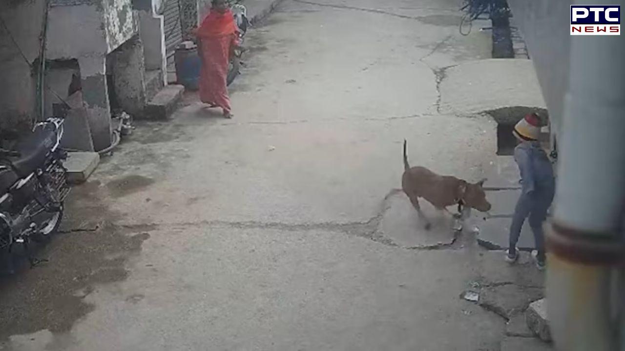 Six-year-old mauled by neighbour's pitbull, ear torn off; dog owner arrested