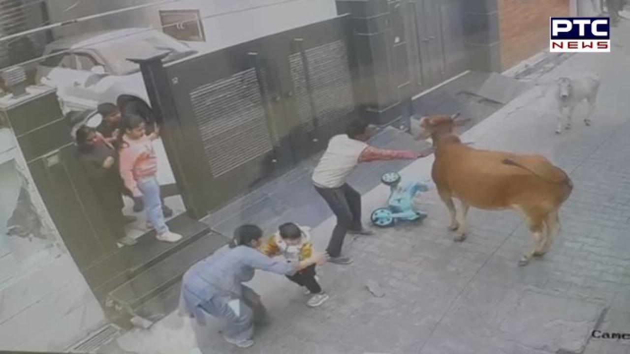 Sangrur News :  ਸੁਨਾਮ ਵਿਖੇ ਗਲੀ 'ਚ ਖੇਡ ਰਹੇ ਛੋਟੇ ਬੱਚੇ 'ਤੇ ਅਵਾਰਾ ਪਸ਼ੂ ਨੇ ਕੀਤਾ ਹਮਲਾ , ਵਾਲ -ਵਾਲ ਬਚੀ ਬੱਚੇ ਦੀ ਜਾਨ