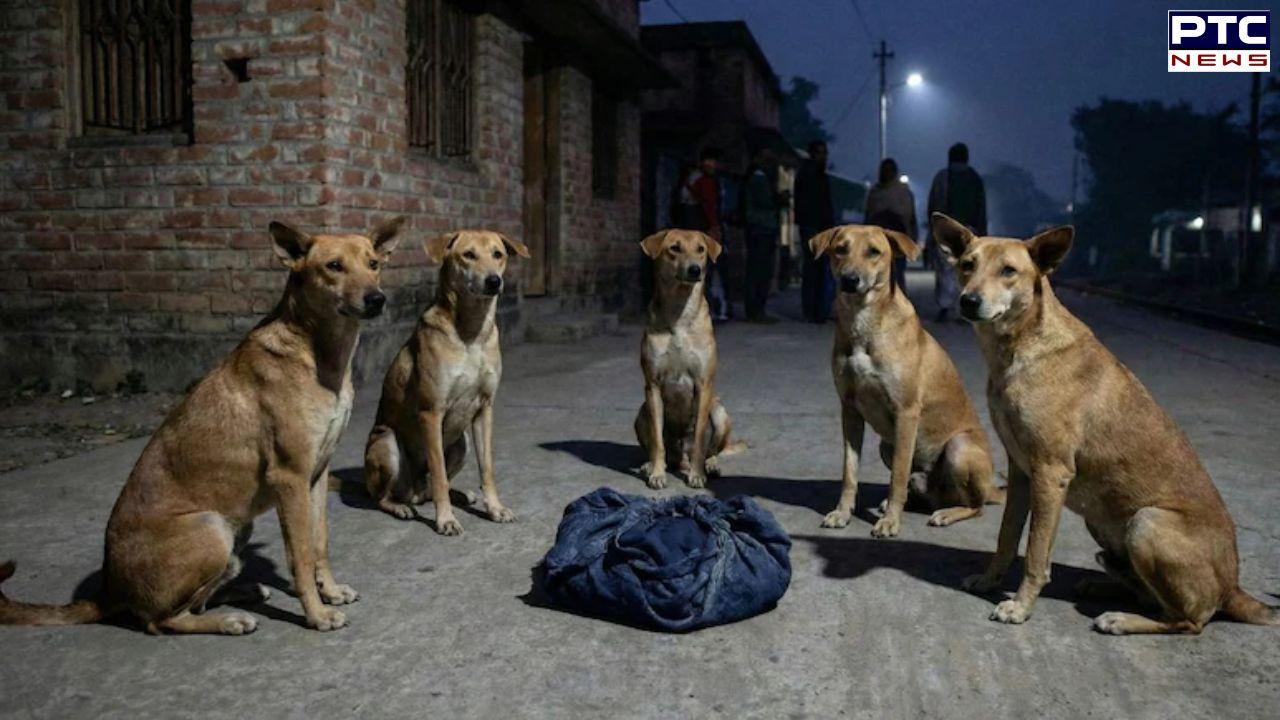 Newborn abandoned in cold, survives night under protection of stray dogs in Bengal