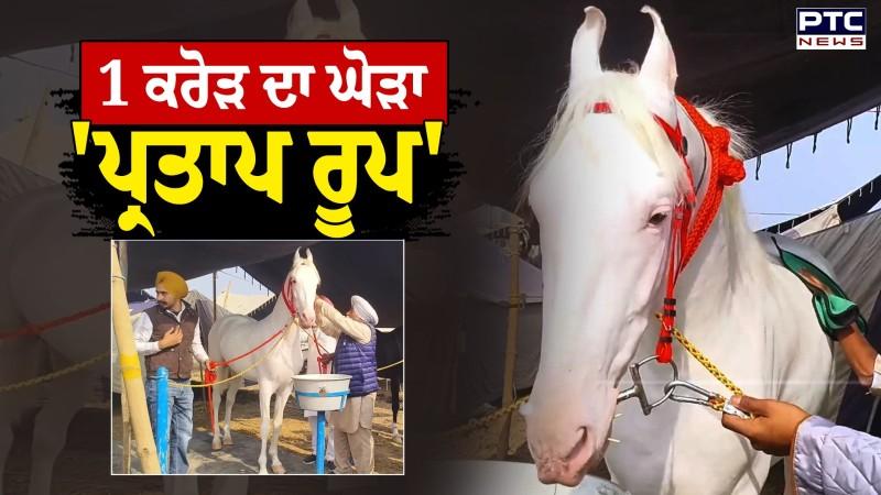 Haryana Expensive Horse:ਪਸ਼ੂ ਮੇਲੇ 'ਚ ਖਿੱਚ ਦਾ ਕੇਂਦਰ ਬਣਿਆ 'ਪ੍ਰਤਾਪ ਰੂਪ' ਘੋੜਾ, ਕੀਮਤ ਲੱਗੀ ਇੱਕ ਕਰੋੜ ਰੁਪਏ