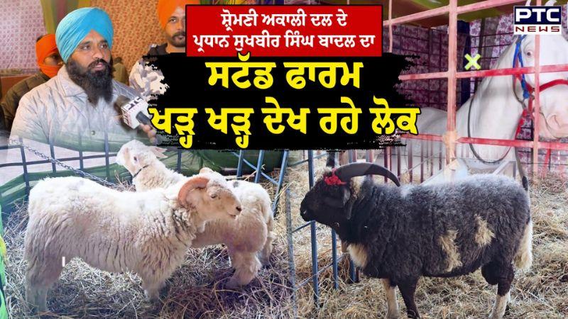 Shiromani Akali Dal ਦੇ ਪ੍ਰਧਾਨ Sukhbir Singh Badal ਦਾ Stud Farm ਖੜ੍ਹ ਖੜ੍ਹ ਦੇਖ ਰਹੇ ਲੋਕ | Punjabi News