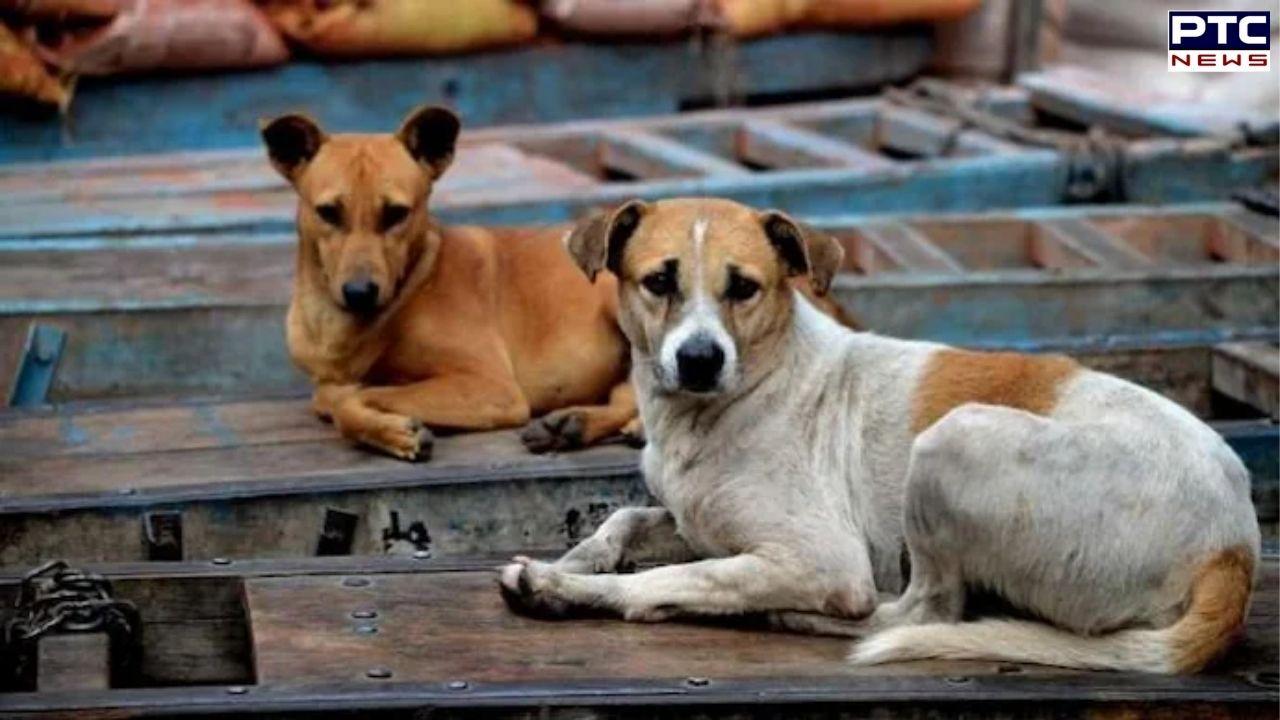 Mass dog killings in Telangana: 500 canines poisoned to death to fulfil poll promise