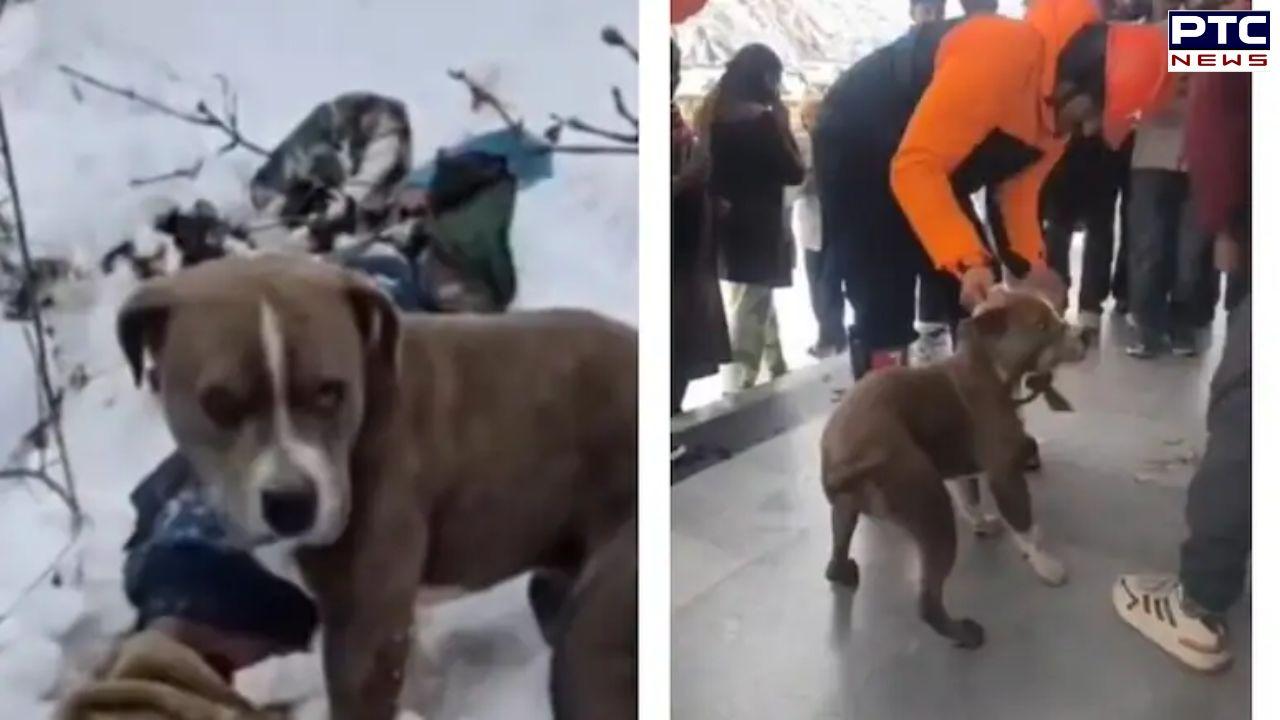 Heart wrenching: Pet Pitbull refuses to leave dead owner's side for four days in Himachal snow