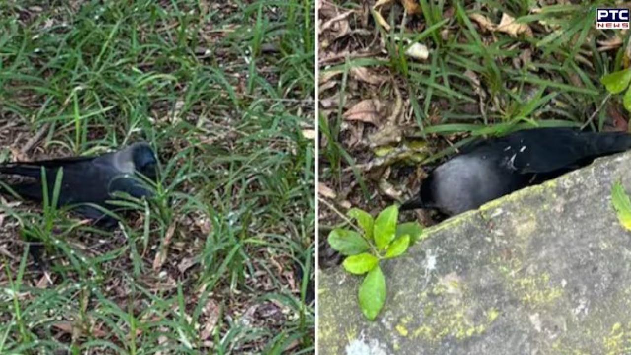 Bird flu alert in Chennai: Hundreds of crows found dead, H5N1 confirmed