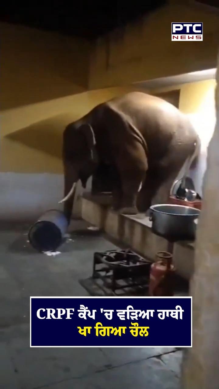 CRPF ਕੈਂਪ ’ਚ ਵੜਿਆ ਹਾਥੀ ਖਾ ਗਿਆ ਚੌਲ