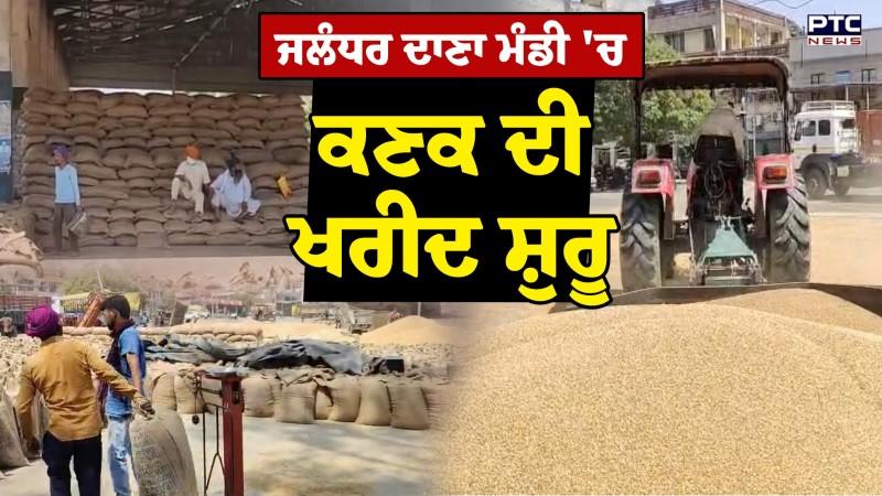 Jalandhar ਦੀ ਦਾਣਾ ਮੰਡੀ ਵਿਖੇ ਕਣਕ ਦੀ ਖਰੀਦ ਸ਼ੁਰੂ ਪਰ ਲੇਬਰ ਦੀ ਘਾਟ, ਦੇਖੋ Ground Report